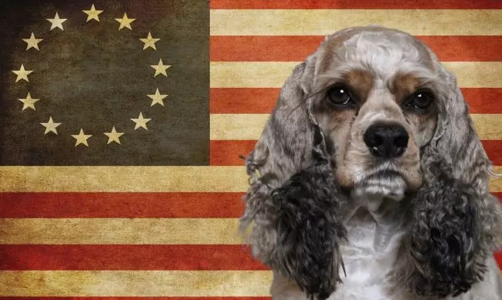 Diferenças entre cocker spaniels americanos e ingleses (22 fotos): diferenças de caráter. Como os cães diferem na aparência? 22897_4