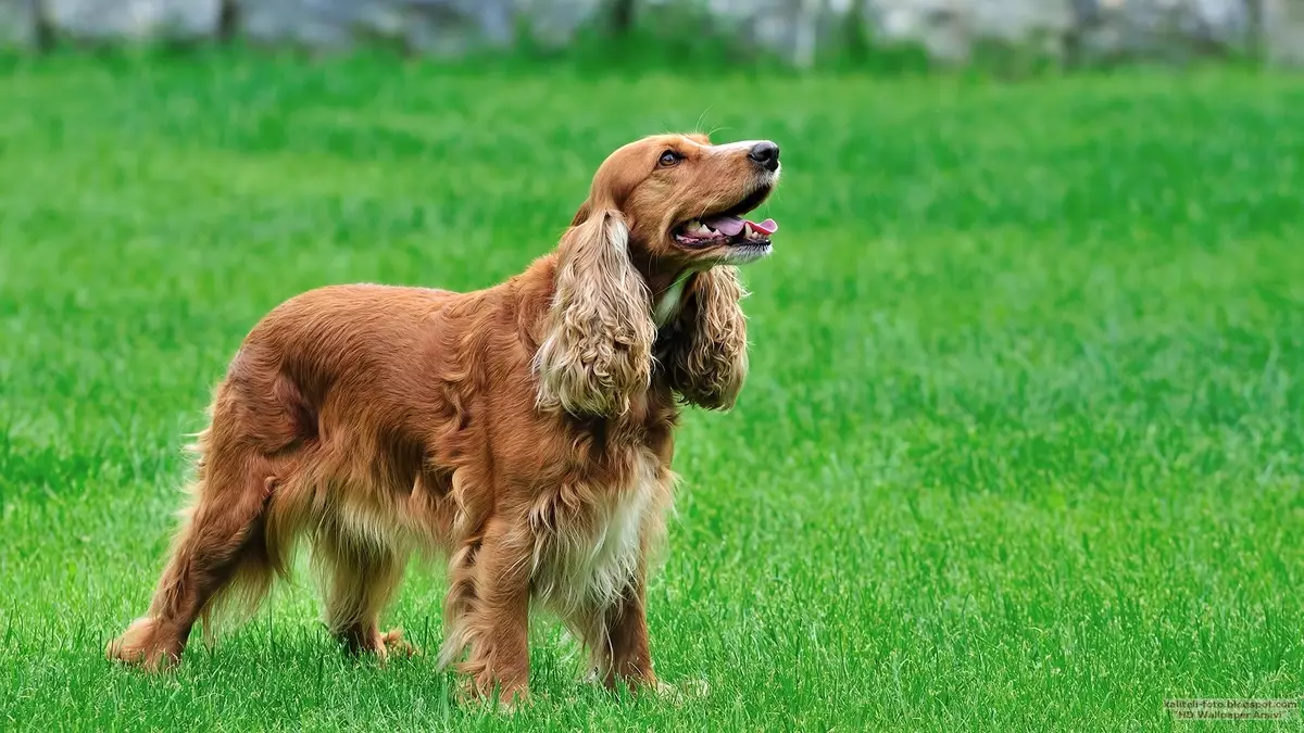 Różnice między Amerykaninem i Angielskim Cocker Spaniels (22 zdjęcia): różnice w charakterze. Jak psy różnią się wyglądem? 22897_8