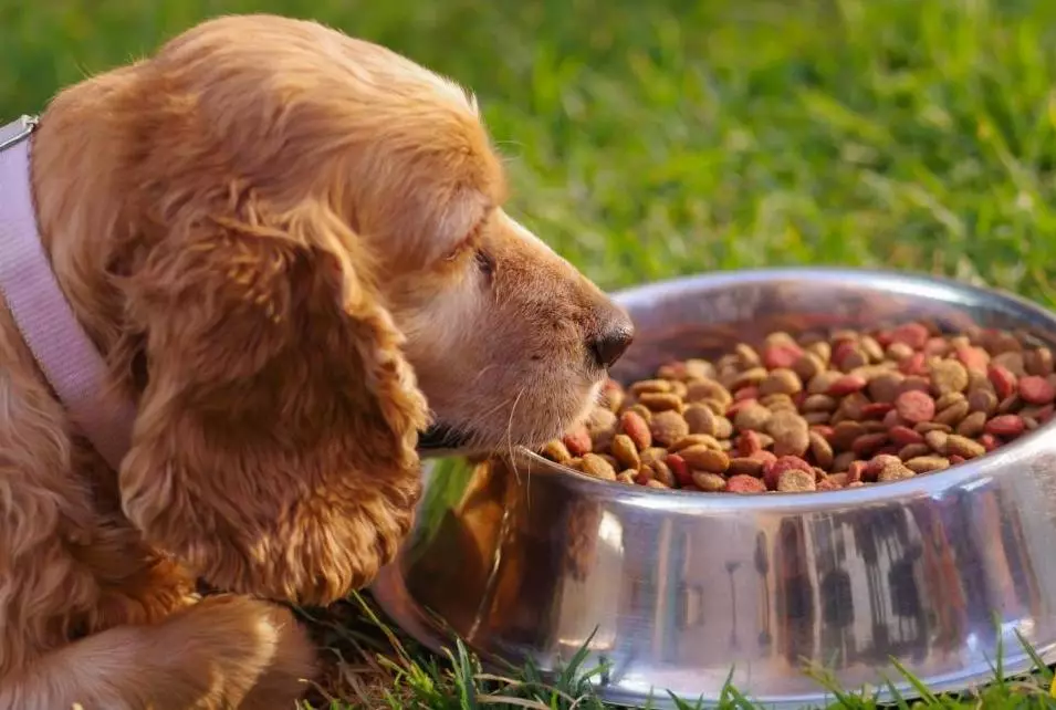 Carane akeh spaniel manggon? Rata-rata pangertosan urip Cocker Spaniel ing omah. Kepiye cara ngluwihi? 22899_11