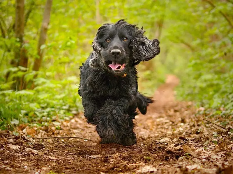 How many spaniel live? The average life expectancy of Cocker Spaniel at home. How to extend it? 22899_13