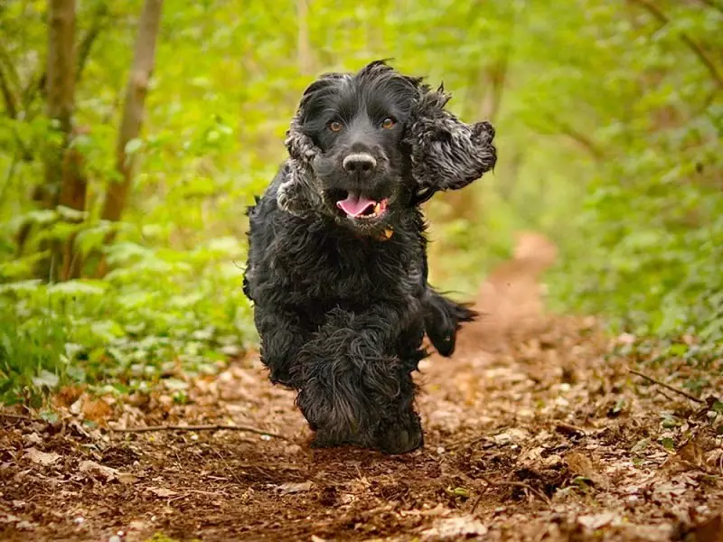 Kemm jgħix spaniel? L-istennija medja tal-ħajja ta 'Cocker Spaniel fid-dar. Kif testendi? 22899_13