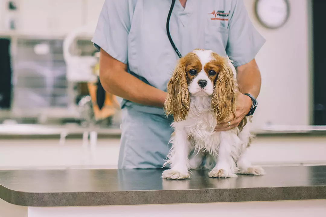 ဘယ်နှစ်ယောက် Spaniel ကိုအသက်ရှင်နေသလဲ အိမ်မှာ cocker spaniel ၏သက်တမ်းပျမ်းမျှသက်တမ်း။ ဘယ်လိုတိုးချဲ့ရမလဲ။ 22899_16