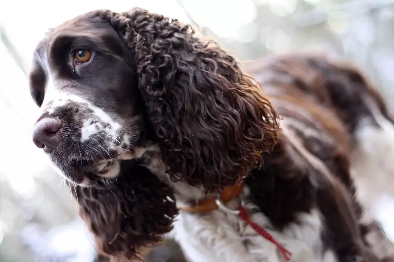 តើមានមនុស្សប៉ុន្មាន spaniel រស់នៅ? សង្ឃឹមរស់មធ្យមនៃ Cocker Spaniel នៅឯផ្ទះ។ តើធ្វើដូចម្តេចដើម្បីពង្រីកវា? 22899_3