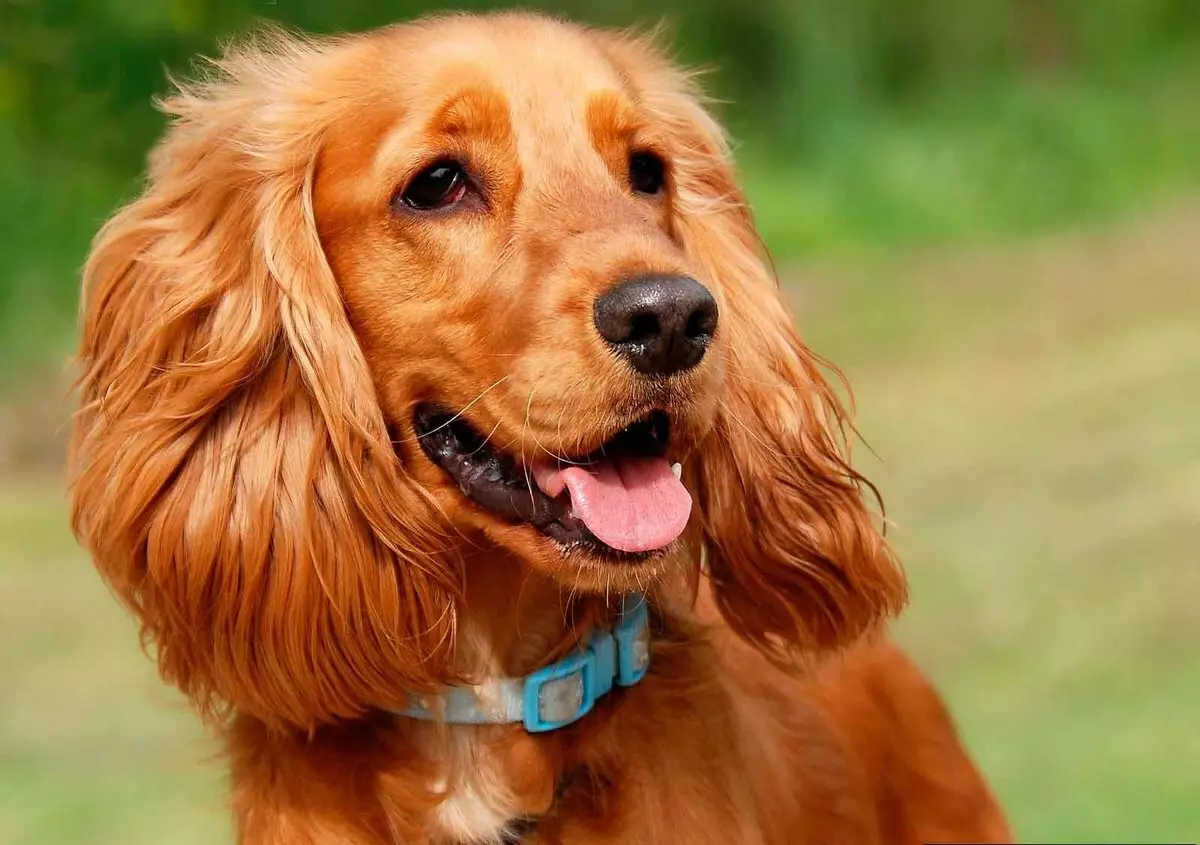 Kemm jgħix spaniel? L-istennija medja tal-ħajja ta 'Cocker Spaniel fid-dar. Kif testendi? 22899_4