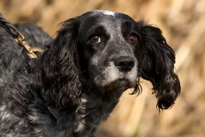 Kemm jgħix spaniel? L-istennija medja tal-ħajja ta 'Cocker Spaniel fid-dar. Kif testendi? 22899_5