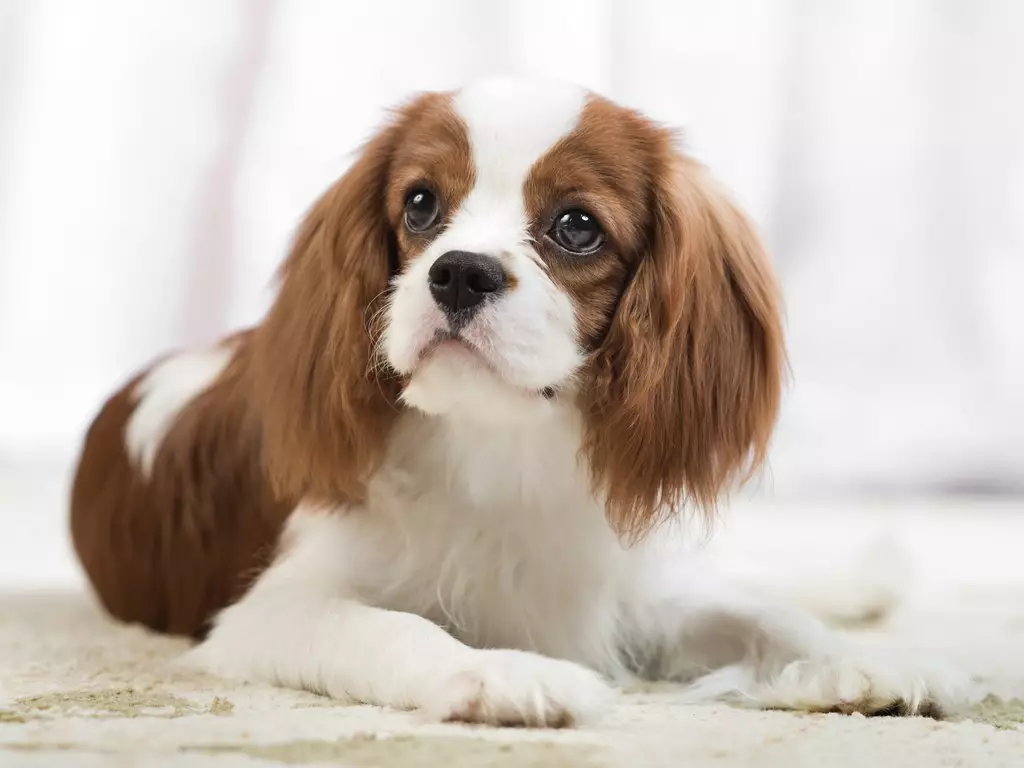 ဘယ်နှစ်ယောက် Spaniel ကိုအသက်ရှင်နေသလဲ အိမ်မှာ cocker spaniel ၏သက်တမ်းပျမ်းမျှသက်တမ်း။ ဘယ်လိုတိုးချဲ့ရမလဲ။ 22899_6