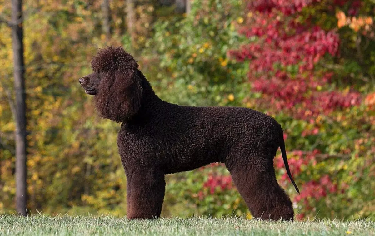 Carane akeh spaniel manggon? Rata-rata pangertosan urip Cocker Spaniel ing omah. Kepiye cara ngluwihi? 22899_7