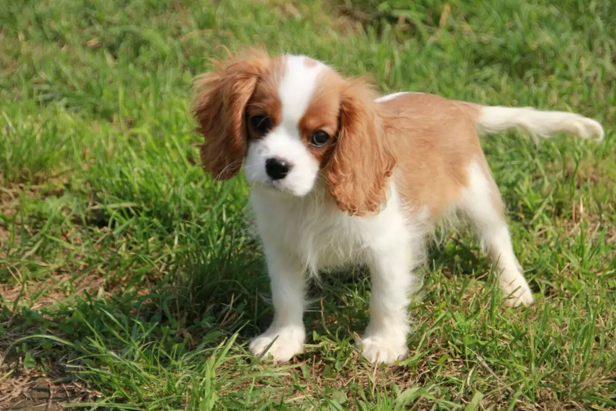 ဘယ်နှစ်ယောက် Spaniel ကိုအသက်ရှင်နေသလဲ အိမ်မှာ cocker spaniel ၏သက်တမ်းပျမ်းမျှသက်တမ်း။ ဘယ်လိုတိုးချဲ့ရမလဲ။ 22899_8