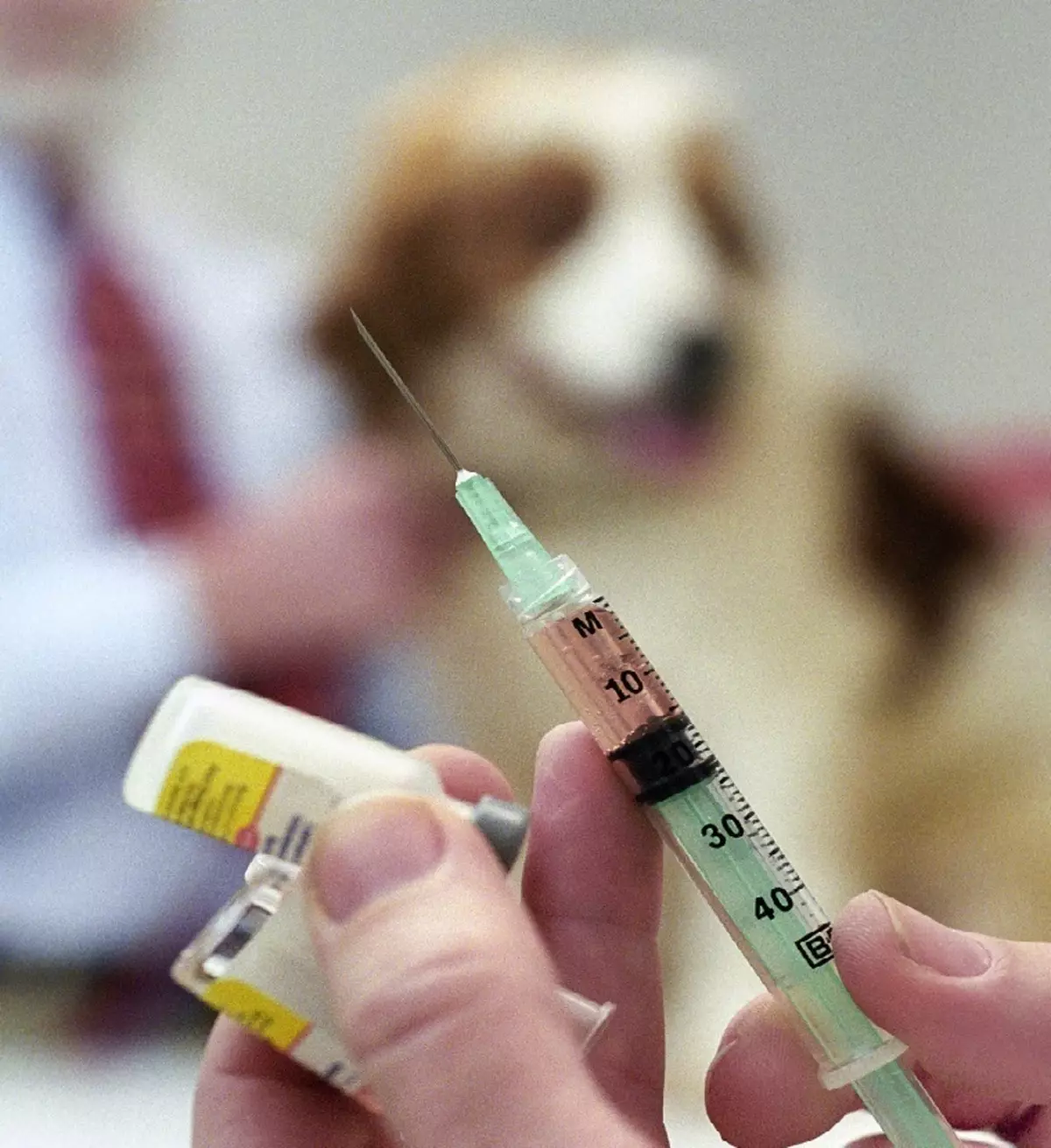 Где сделать прививку от бешенства собаке. Уколы животным. Прививка собаке. Вакцнация оттбешенцства. Вакцинация животных от бешенства.