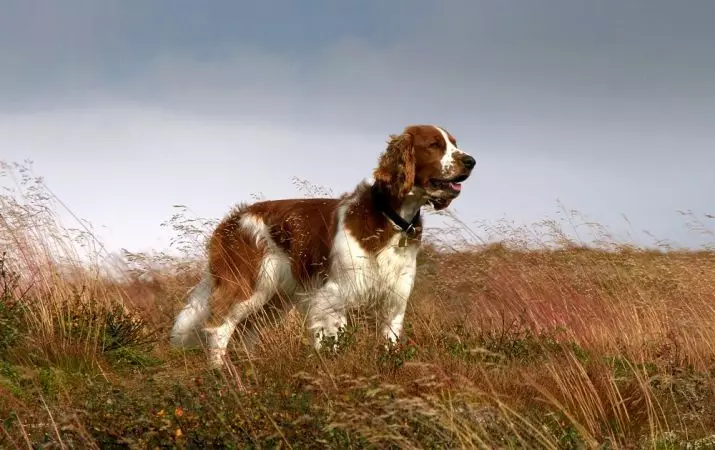Welsh Springer-Spaniel（28張照片）：威爾士的描述，小狗和成人狗的特點 22908_3
