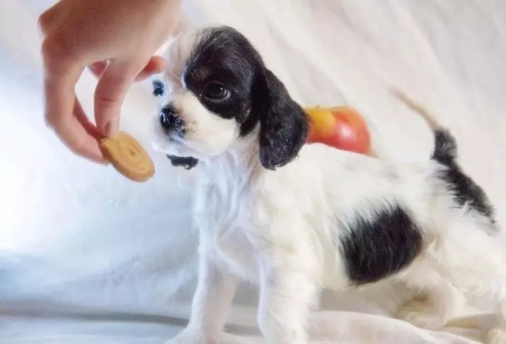 Pagsasanay ng Russian Hunting Spaniel: Mga paraan upang mag-aalaga ng isang puppy sa bahay. Paano magsanay ng mga lalaki at babae? 22909_11