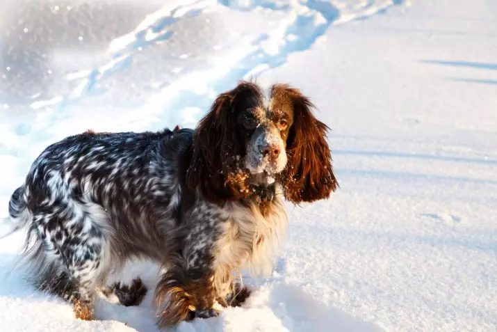 Pagsasanay ng Russian Hunting Spaniel: Mga paraan upang mag-aalaga ng isang puppy sa bahay. Paano magsanay ng mga lalaki at babae? 22909_2