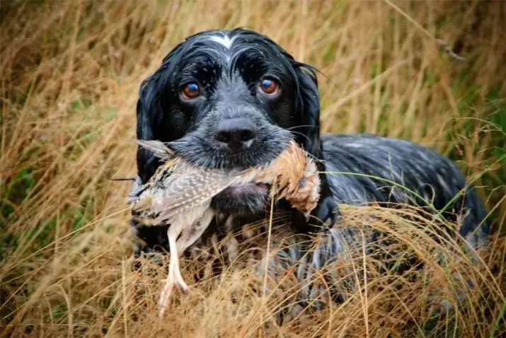 Pagsasanay ng Russian Hunting Spaniel: Mga paraan upang mag-aalaga ng isang puppy sa bahay. Paano magsanay ng mga lalaki at babae? 22909_20