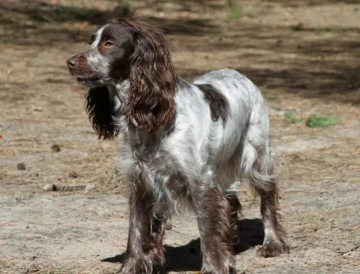 Pagsasanay ng Russian Hunting Spaniel: Mga paraan upang mag-aalaga ng isang puppy sa bahay. Paano magsanay ng mga lalaki at babae? 22909_4