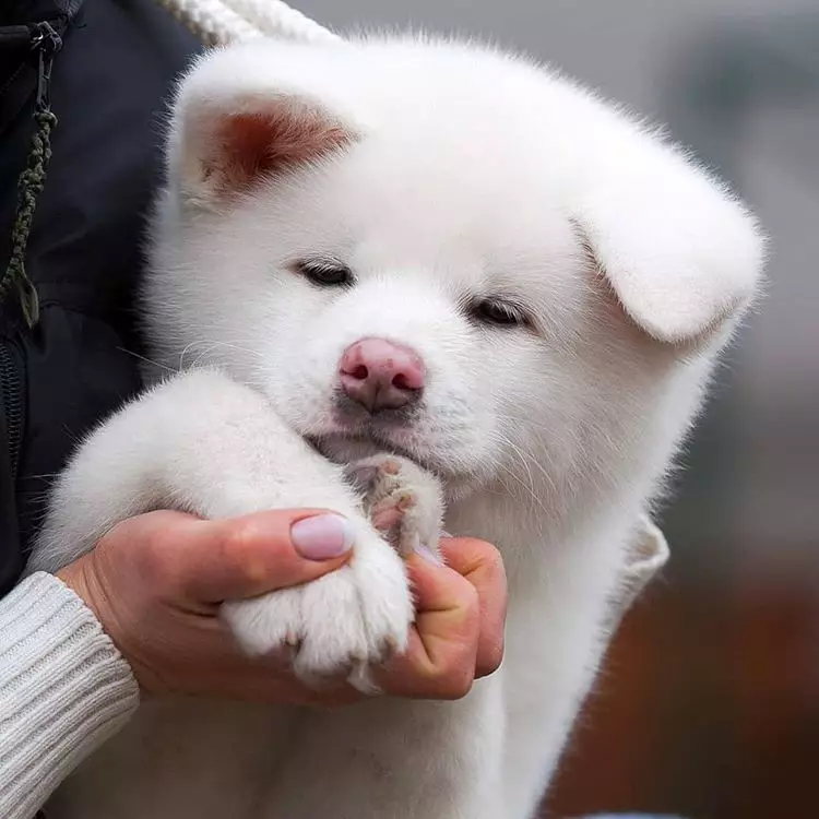White Akita-inu (26 รูป): คุณสมบัติของสีของลูกสุนัขหินญี่ปุ่นลักษณะของสุนัขสีขาว เงื่อนไขสำหรับเนื้อหาของพวกเขา 22914_13