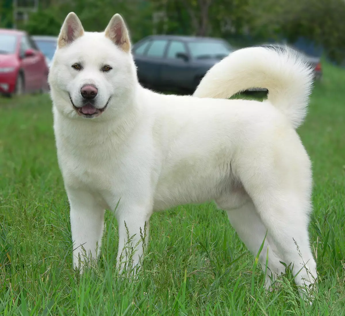 Akita-inu blanca (26 fotos): características del color de los cachorros de roca japonesa, el carácter de los perros blancos. Condiciones para su contenido. 22914_14