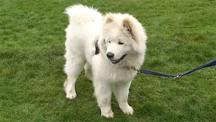 Putih Akita-inu (26 foto): Fitur warna anak anjing rock Jepang, karakter anjing putih. Kondisi untuk konten mereka 22914_15