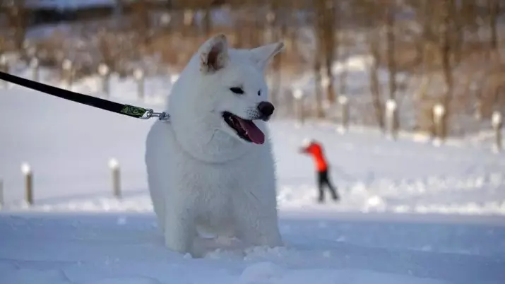 Bílá Akita-inu (26 fotek): Vlastnosti barvy japonských skalních štěňátek, charakter bílých psů. Podmínky pro jejich obsah 22914_2