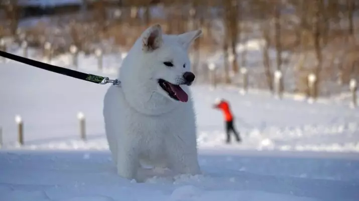 Puti nga Akita-inu (26 nga mga litrato): Mga Hulagway sa kolor sa mga itoy nga Japanese Rock, ang karakter sa mga iro nga puti. Mga kahimtang alang sa ilang sulud 22914_2