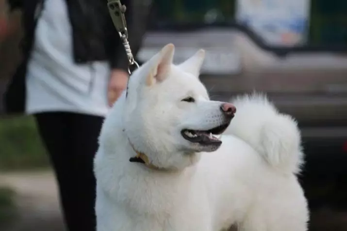 White Akita-inu (26 장의 사진) : 일본 암벽 강아지의 색상의 특징, 하얀 개들의 성격. 그들의 내용 조건 22914_20