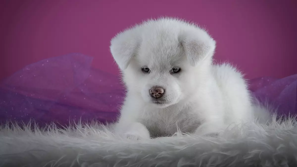 白色秋田 - inu（26张照片）：日本摇滚小狗的颜色的特点，白狗的性格。他们内容的条件 22914_25