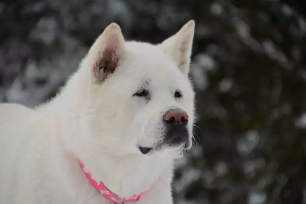 Blanc Akita-Inu (26 photos): Caractéristiques de la couleur des chiots rock japonais, le caractère des chiens blancs. Conditions de leur contenu 22914_26