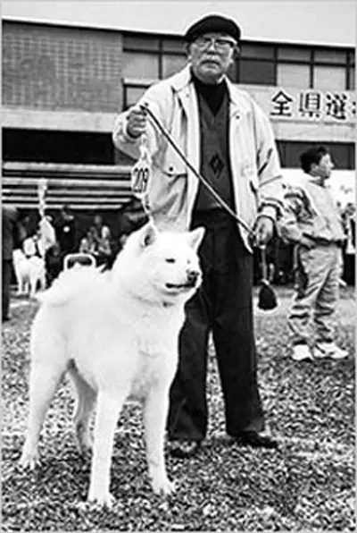 White Akita-Inu (26 photos): features of the color of the Japanese rock puppies, the character of white dogs. Conditions for their content 22914_3
