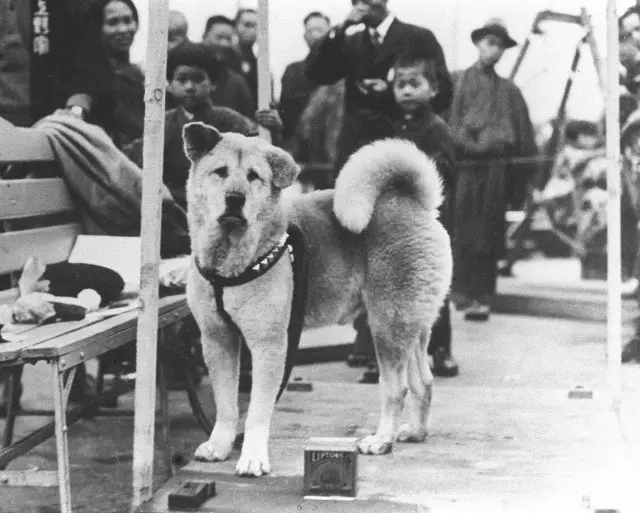 Цагаан Акита-inu (26 зураг): Японы рок гөлөгнүүдийн өнгө, цагаан нохойн онцлог шинж чанарууд. Тэдний агуулгын нөхцөл байдал 22914_4