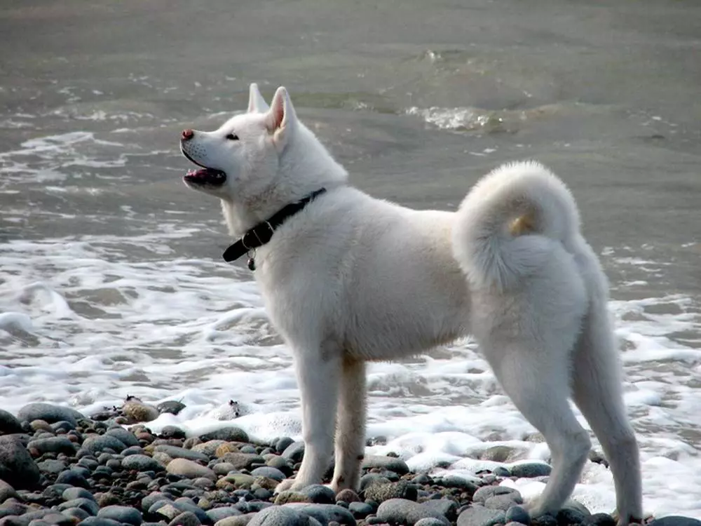 Vit Akita-inu (26 foton): Funktioner av färgen på de japanska bergvalparna, karaktären av vita hundar. Villkor för deras innehåll 22914_6