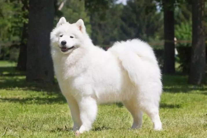 Baltas Akita-Inu (26 nuotraukos): Japonijos roko šuniukų spalvos savybės, baltųjų šunų charakteris. Jų turinio sąlygos 22914_7