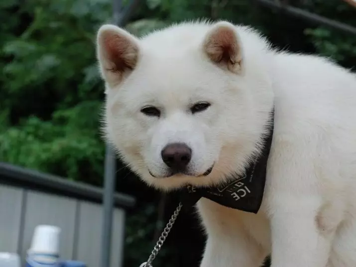 White Akita-Inu (26 photos): features of the color of the Japanese rock puppies, the character of white dogs. Conditions for their content 22914_8