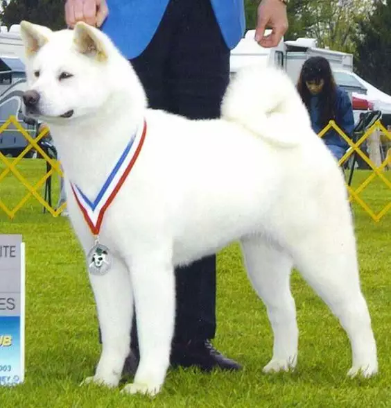 سفید Akita-Inu (26 عکس): ویژگی های رنگ توله سگ های ژاپنی، شخصیت سگ های سفید. شرایط برای محتوای آنها 22914_9
