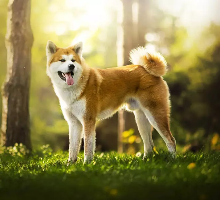 ለ Akita INU ጠቅ ማድረጎች: ወንዶች እና ሴቶች ተብለው የሚጠሩ ሳቢ እና ቆንጆ ስሞች 22915_11