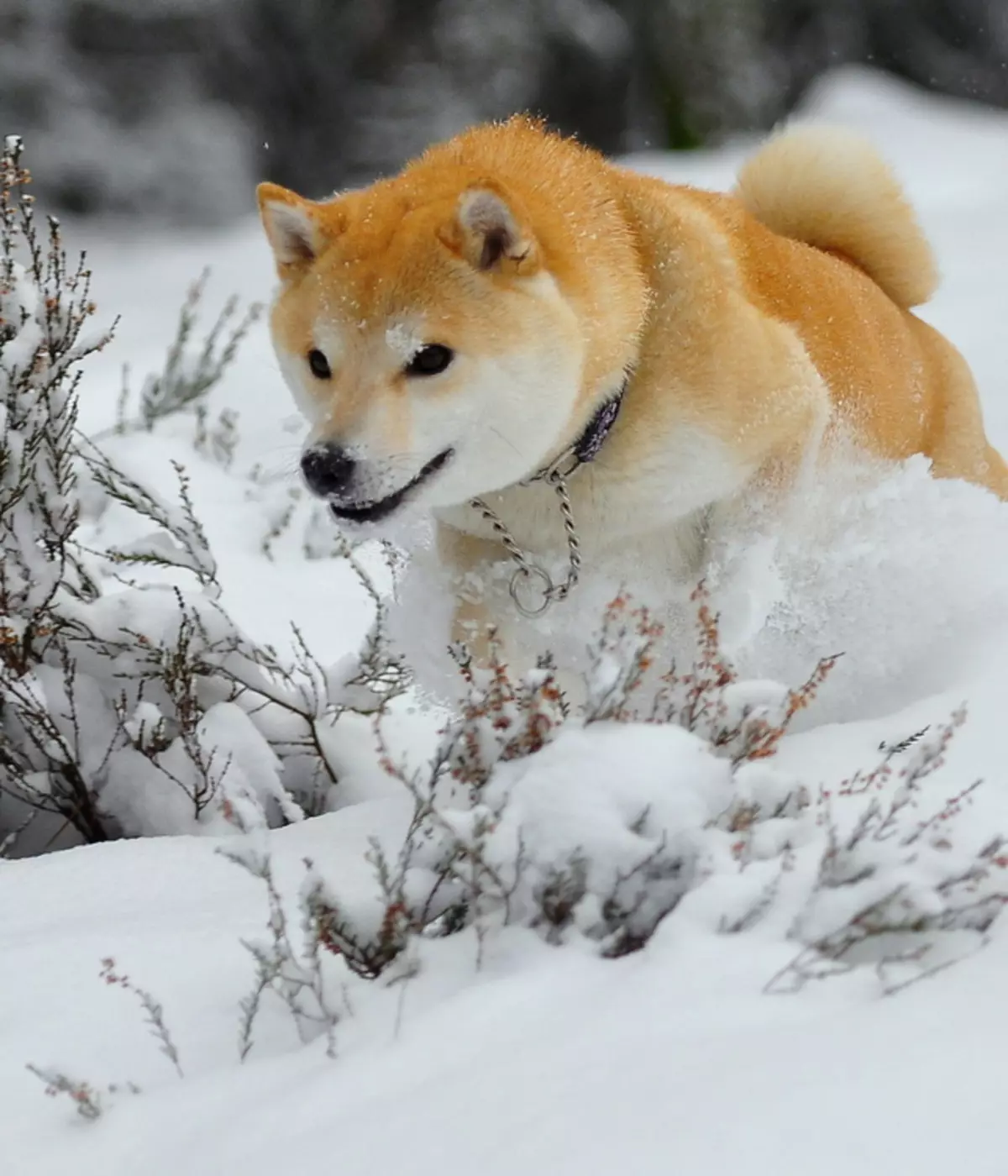 Paspaudimai Akita Inu: įdomūs ir gražūs pavadinimai, kurie gali būti vadinami berniukais ir merginomis 22915_14