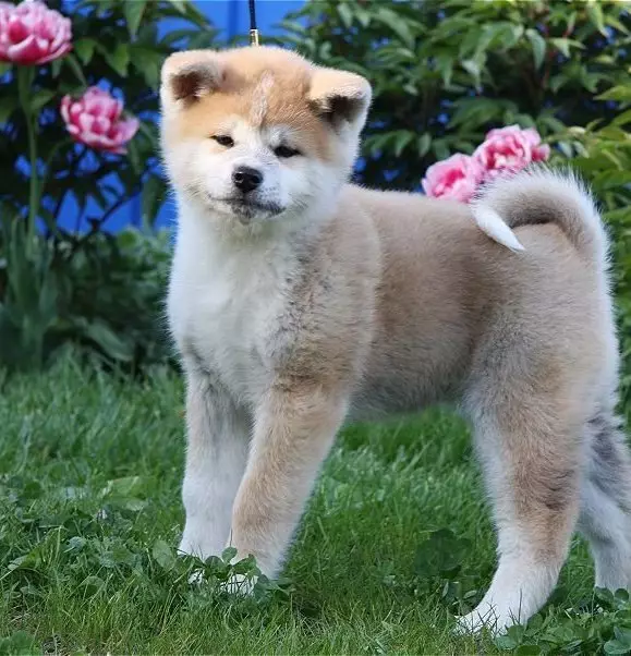 Clics per a Akita Inu: noms interessants i bells que es poden anomenar nens i nenes 22915_15