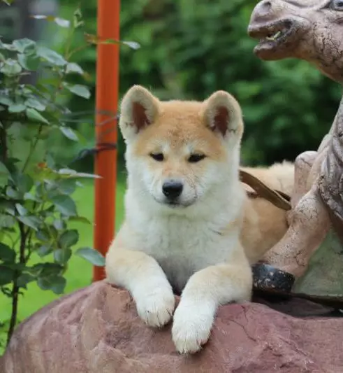 Akita Inu ni bosing: qiziqarli va chiroyli ismlar o'g'il va qiz deb atash mumkin bo'lgan ajoyib ismlar 22915_16