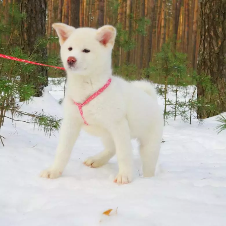 Akita Inu ni bosing: qiziqarli va chiroyli ismlar o'g'il va qiz deb atash mumkin bo'lgan ajoyib ismlar 22915_17