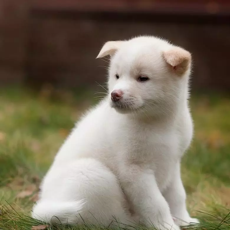 點擊Akita Inu：可以稱為男孩和女孩的有趣和美麗的名字 22915_18