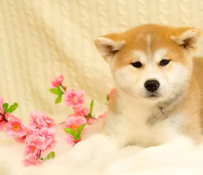 Cliques para Akita Inu: nomes interessantes e bonitos que podem ser chamados de meninos e meninas 22915_19