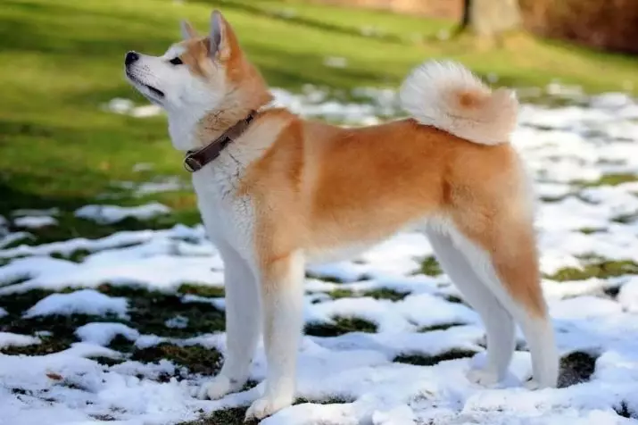 Akita Inu үшін шертеді: ұлдар мен қыздар деп атауға болатын қызықты және әдемі есімдер 22915_2