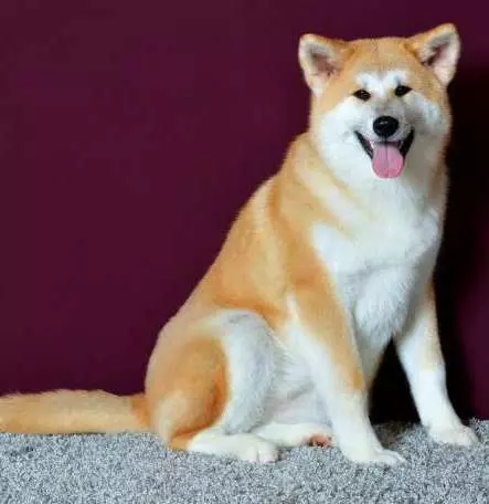 Akita Inu үшін шертеді: ұлдар мен қыздар деп атауға болатын қызықты және әдемі есімдер 22915_20