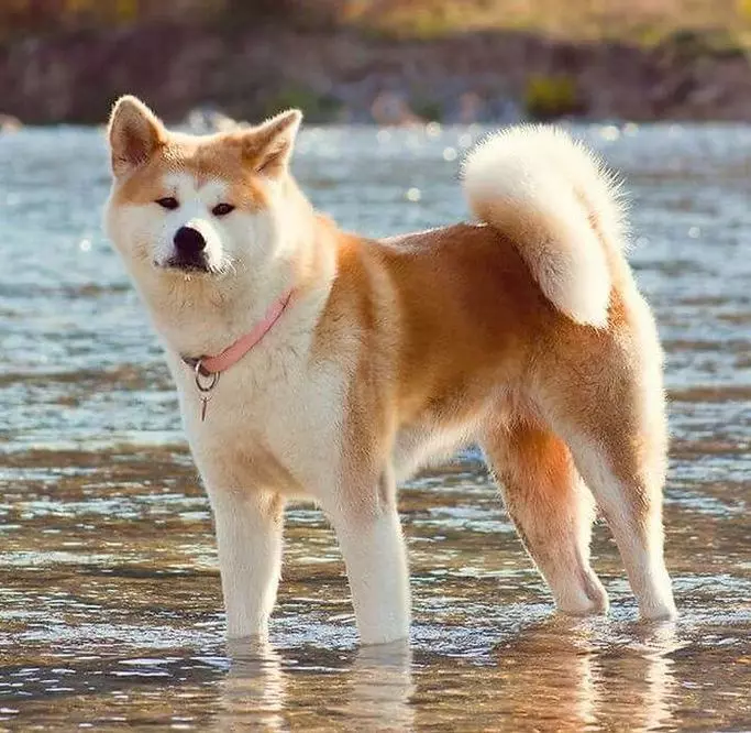 Akita Inu үшін шертеді: ұлдар мен қыздар деп атауға болатын қызықты және әдемі есімдер 22915_21