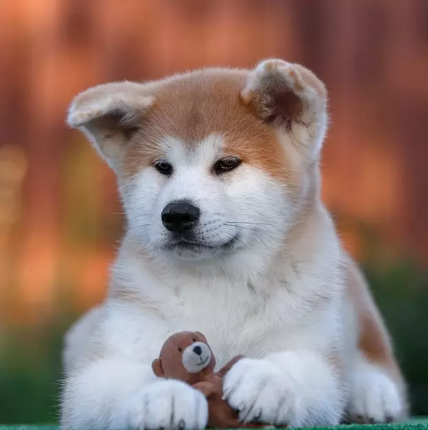 Cliques para Akita Inu: nomes interessantes e bonitos que podem ser chamados de meninos e meninas 22915_3