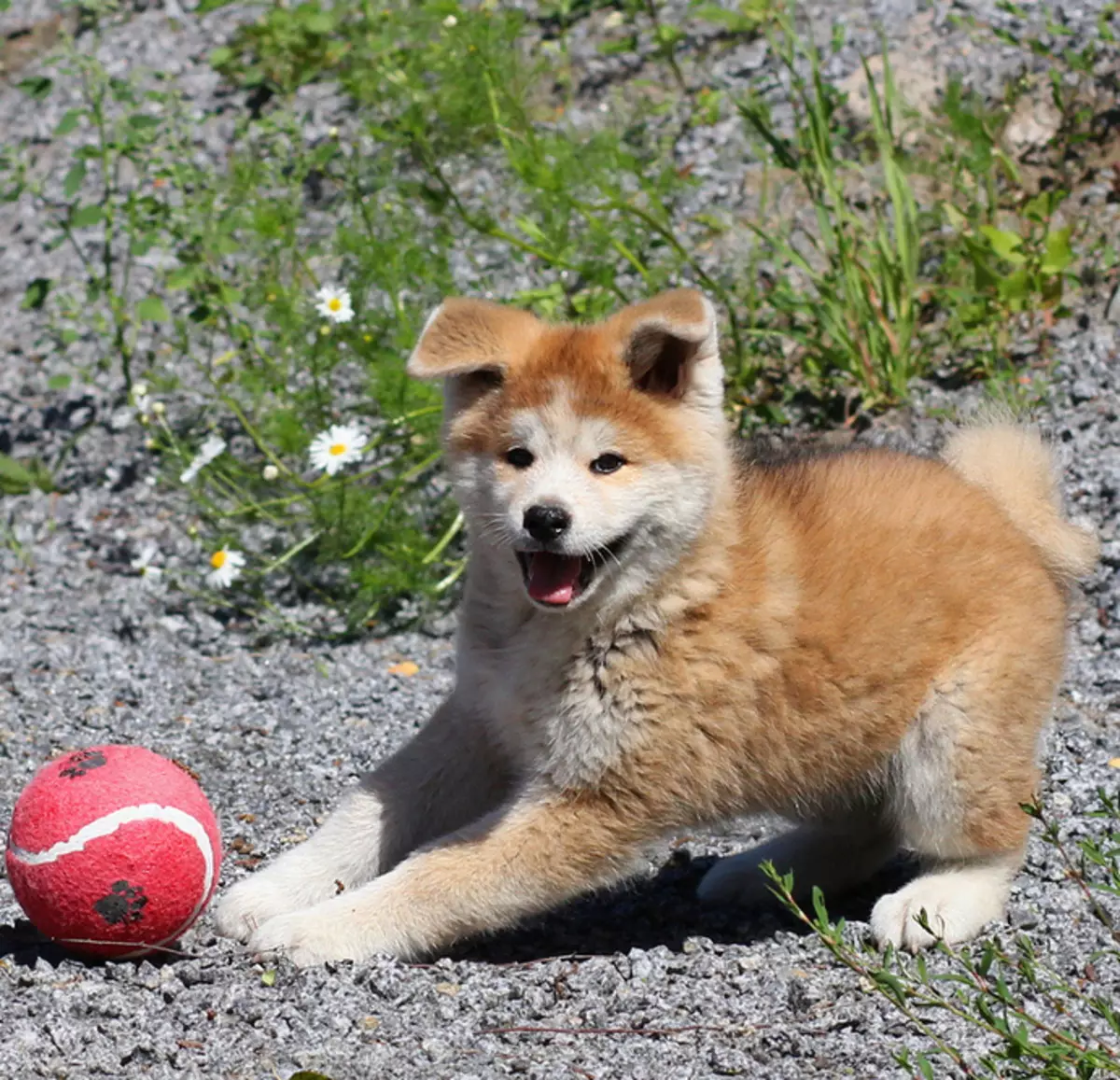 Paspaudimai Akita Inu: įdomūs ir gražūs pavadinimai, kurie gali būti vadinami berniukais ir merginomis 22915_5