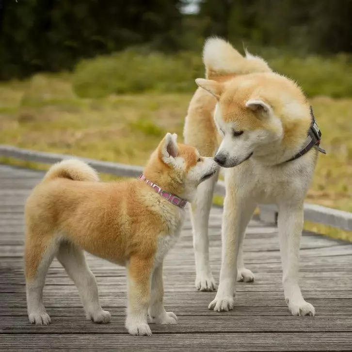 Kiliki mo Akita Inu: manaia ma matagofie igoa e mafai ona valaauina tama ma teine 22915_6