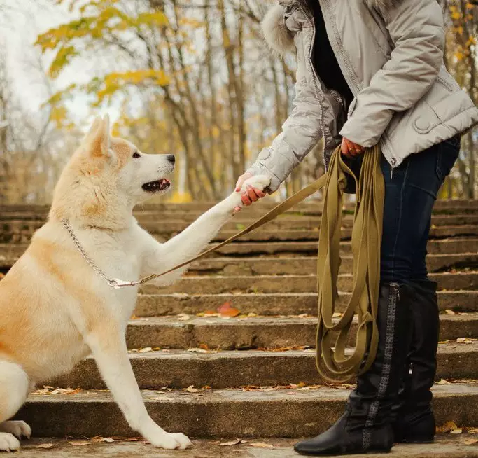 Κλικ για την Akita Inu: ενδιαφέροντα και όμορφα ονόματα που μπορούν να ονομάζονται αγόρια και κορίτσια 22915_7