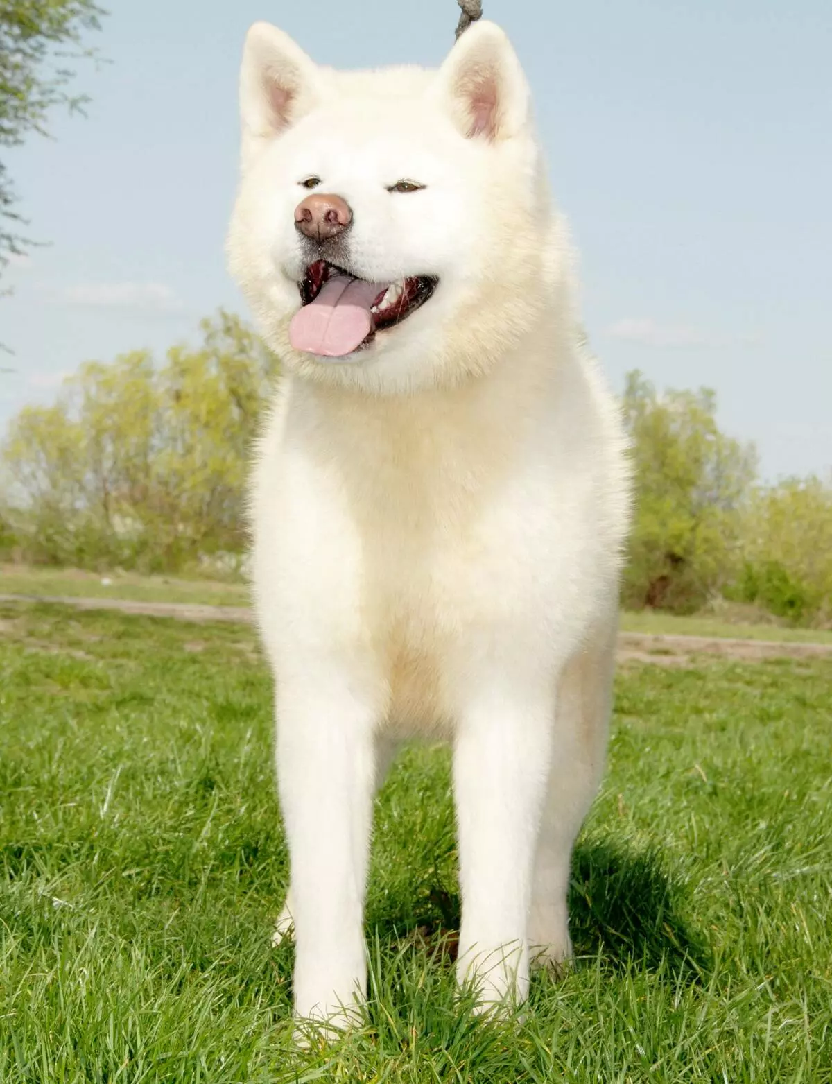 Clics per a Akita Inu: noms interessants i bells que es poden anomenar nens i nenes 22915_9