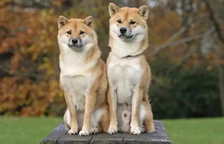 SIBA犬や秋田犬の違いは何ですか？文字、外観の違いで22点の写真の違い。品種の説明 22916_11