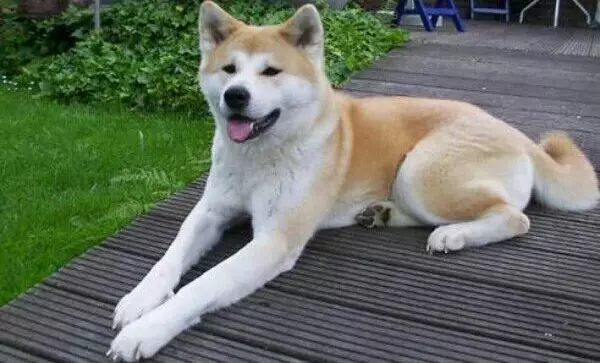 Wat ass den Ënnerscheed tëscht Siba Inu an Akita-inu? 22 Foto Differenzen am Charakter, Differenzen an Erscheinung. Breeden Beschreiwung 22916_15