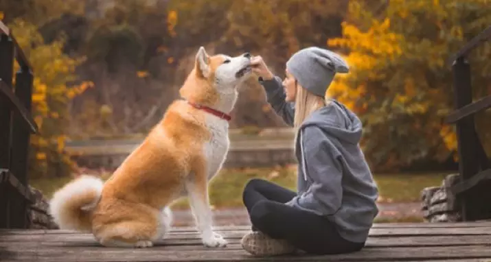 Koja je razlika između SiBa Inu i Akita-inu? 22 Razlike u karakteru, razlike u izgledu. Opis pasmine 22916_8